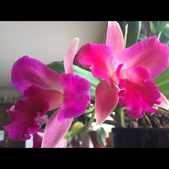 Not For Sale - Picture 2 of 4